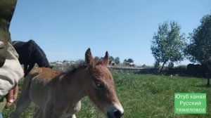 Кобыла не принимает жеребёнка, что делать? | Зазуля в шоке.