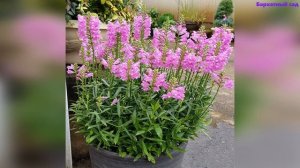 Высокие цветы в саду