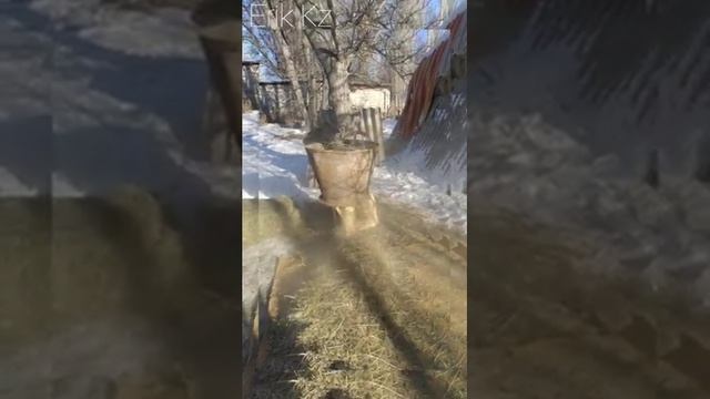 Шөп турағыш/Сенорезка свойми руками° #сенорезка #шоптурагыш смотреть онлайн