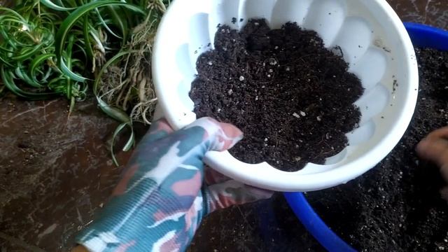 Хлорофитум. Замена грунта и уход. смотреть онлайн