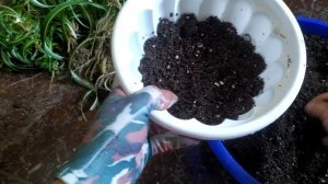 Хлорофитум. Замена грунта и уход.