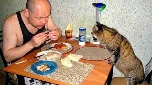 «Серьезны даже с питомцами» Почему американцу нравятся русские клички котов (рассказывает американе смотреть онлайн