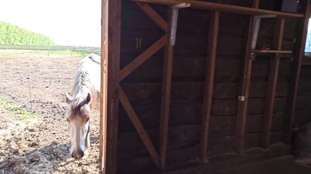 С ГРУДНЫМ РЕБЕНКОМ В КОРОВНИКЕ ? смотреть онлайн