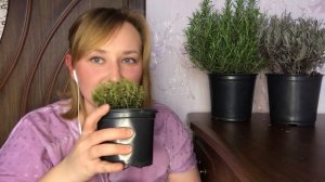 Всё о лаванде,тимьяне и розмарине.