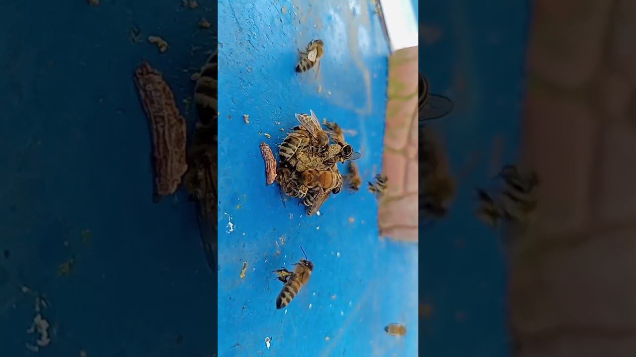 Сборка прополиса пчелами. смотреть онлайн