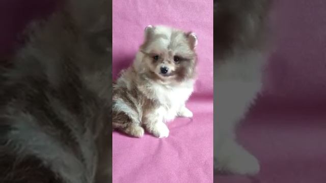 Голубой мрамор, мини померанцы смотреть онлайн