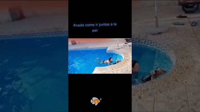 Ahora me encanta el agua #dog #dog#dogs#dogslide #dogs#dogslove #yorkshire#perritos #per... смотреть онлайн