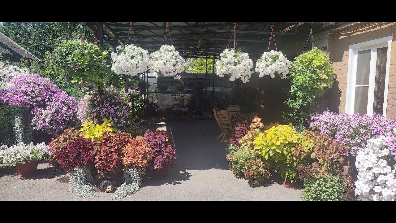 Мой дворик в конце лета радует яркими красками. Обзор цветения петуний красоты колеусов и ампелей. смотреть онлайн