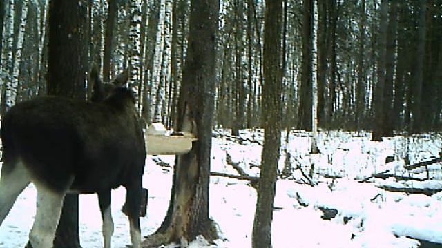 Лось на солонце