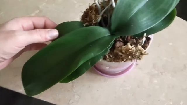 Орхидеи/Болезни орхидей/Мучнистый червец/Как избавиться от мучнистого червеца смотреть онлайн