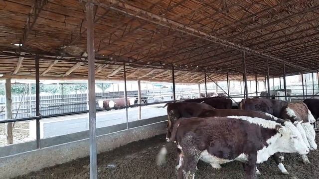 ШОШИЛИНГ арзон БУП кАРЗОНЧИ ака☎️996488623 смотреть онлайн