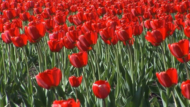 Футаж "Тюльпаны 01" смотреть онлайн