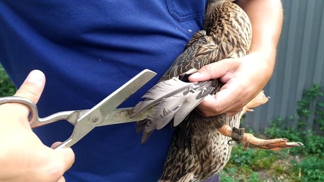 как подрезать подсадной утке крылья смотреть онлайн