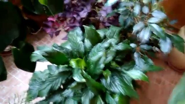 #комнатныецветы /Комнатные растения в лоджии.Фикусы бенджамина.Оксалис.Монстера. Хатиора.Спатифиллу