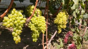 Виноград кишмиш " Столетие "