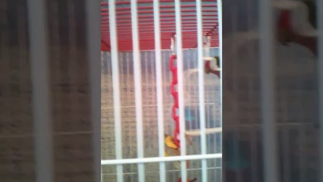 (2 часть) Рассказ про неразлучнике, как приручать. смотреть онлайн