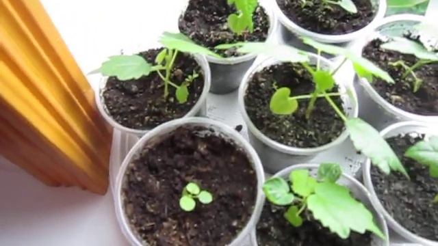 Комнатные цветы из семян смотреть онлайн