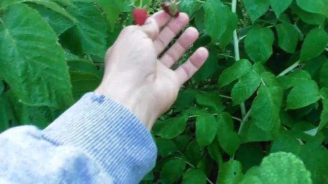 Багато та велика! Ремонтантна малина Джоан Джей (Joan J). Врожай 4 и 2-річних кущів смотреть онлайн