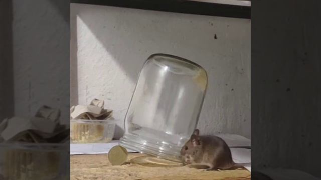 Как поймать мышку ? смотреть онлайн