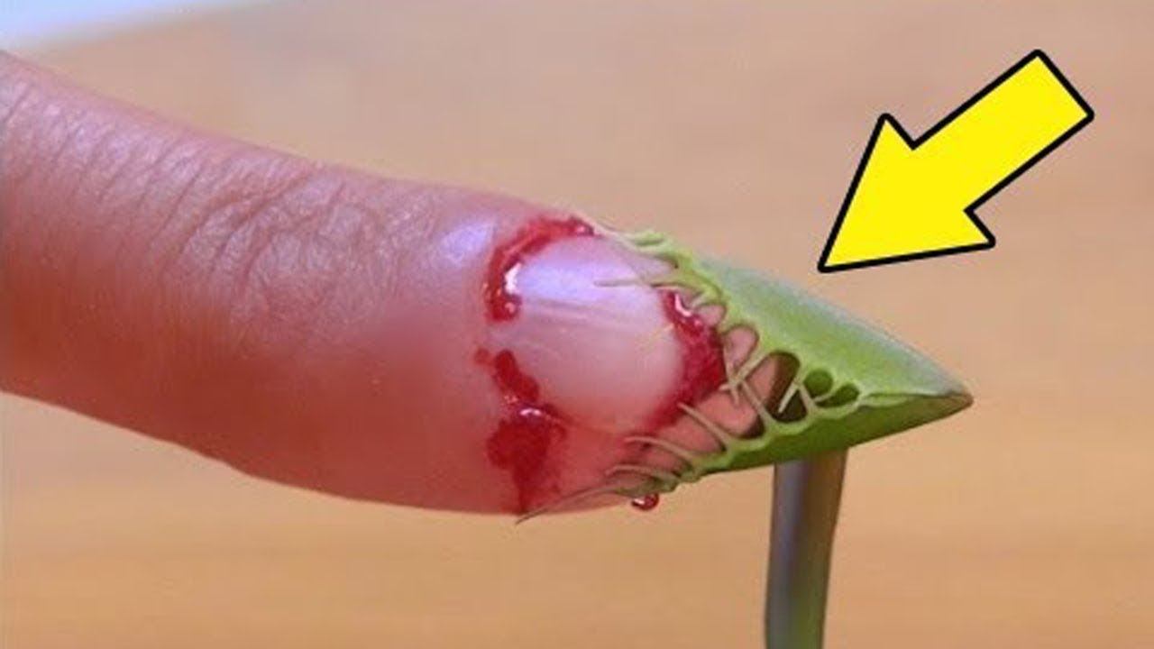 10 Самых Опасных Растений На Планете! смотреть онлайн