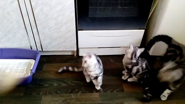 Продаются суперические британские мраморные котята из питомника смотреть онлайн