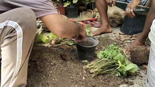Syngonium Plants Soil Mixture Preparation , Repotting And Propagation Of Syngonium Plant , Part 5