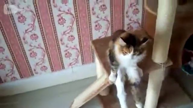 Кот сидит как человек смотреть онлайн