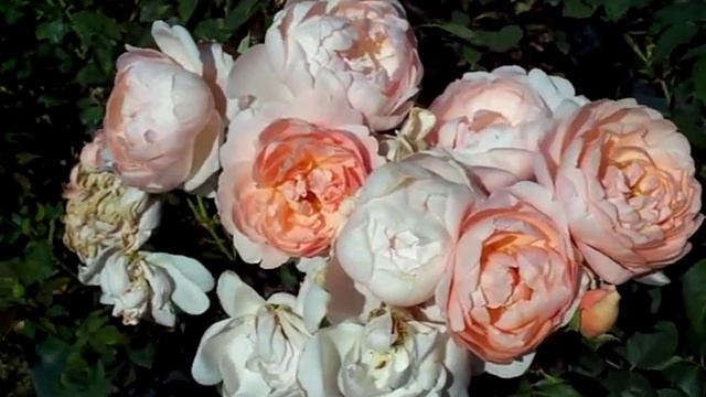 Rose Ambridge English Rose - David Austin English Rose