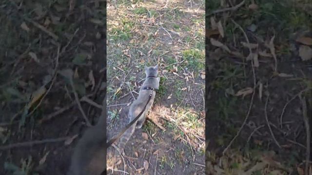 Прогулка домашних животных. Как ведут себя на улице домашние коты. #кот #приколы #юмор смотреть онлайн