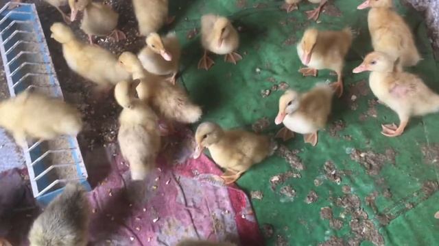 Выращивание утят и гусят в домашних условиях смотреть онлайн
