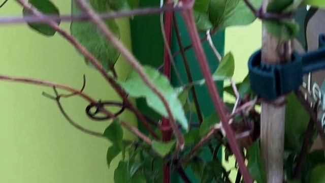 Clematis 'Multi Blue' смотреть онлайн