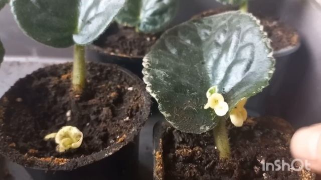 ПРО ЧУДАСІЮ?ПЕРШИЙ РАЗ РОБЛЮ ТОПЛЕНЕ МАСЛО.