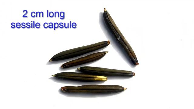 Ruellia Tuberosa | Cracker Plant (popping Pod)