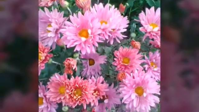 Цветочки 🌹🌸🌼🌻🌺 смотреть онлайн