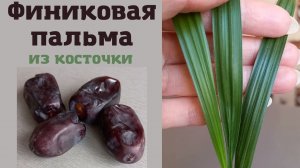 Финиковая пальма из косточки в домашних условиях. Без заморочек.