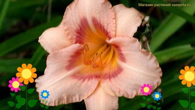 Лилейник гибридный Бэтти давис Айс. Краткий обзор, описание hemerocallis Bette davis eyes смотреть онлайн