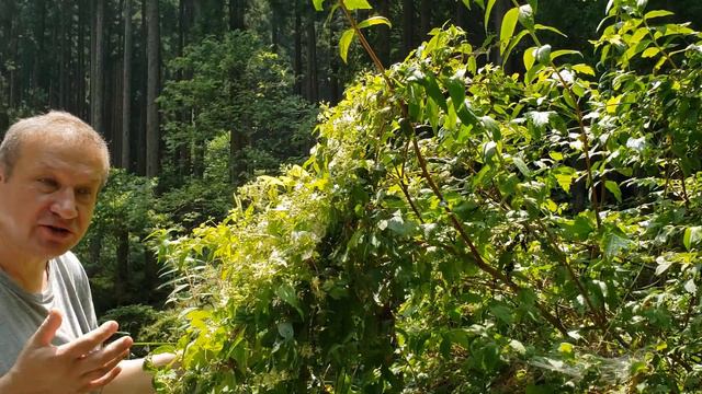 Japanese clematis смотреть онлайн