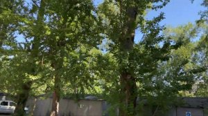 Цена за спил дерева в гаражах