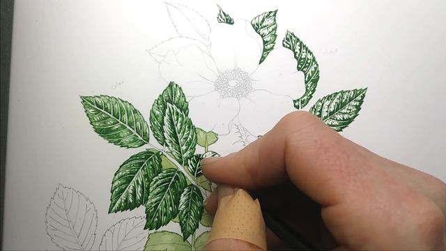 Botanical Illustration Of Rose Leaves