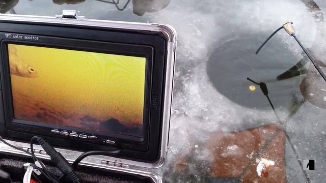 поведение леща подо льдом. подводные съёмки смотреть онлайн