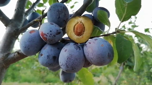 Слива Герман - сверхраннего срока созревания. Питомник Атмосфера Сада. смотреть онлайн