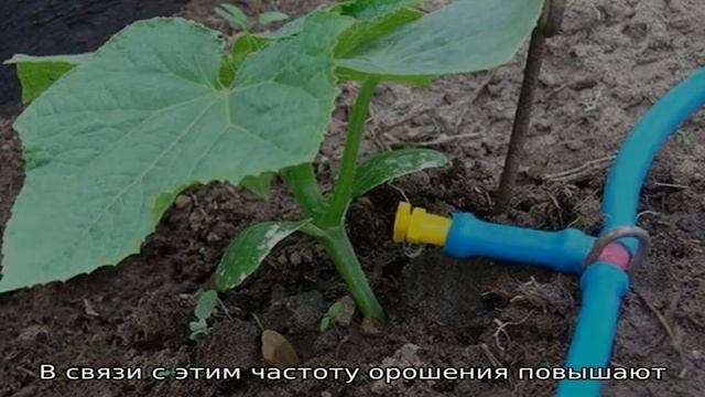 Как поливать огурцы в теплице из поликарбоната: инструкция и основные правила смотреть онлайн