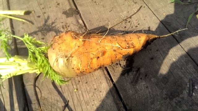 Огромная морковка!!!! смотреть онлайн