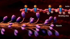 1. Как растут мышцы？Рост мышц по науке. Механическое напряжение