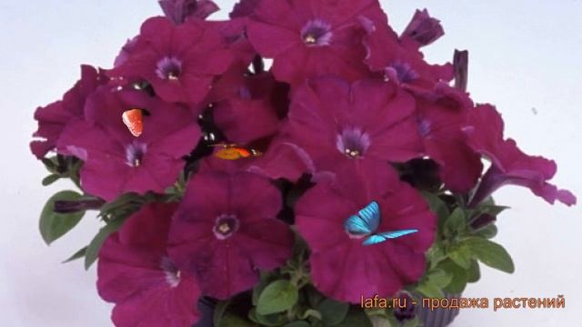 Петуния мультифлора Мамбо Джи Пи Парпл ? обзор: как сажать, семена петунии Мамбо Джи Пи Парпл смотреть онлайн