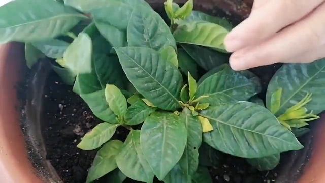 GARDENYA ÇİÇEGİ BAKIMI✅GERDANYA BAKIMINDA DİKKAT EDİLMESİ GEREKEN HUSUSLAR ✅HEPSİ BU KANALDA смотреть онлайн