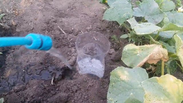 лучший полив огурцов смотреть онлайн