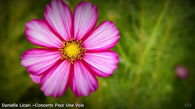 Danielle Licari...Concerto Pour Une Voix