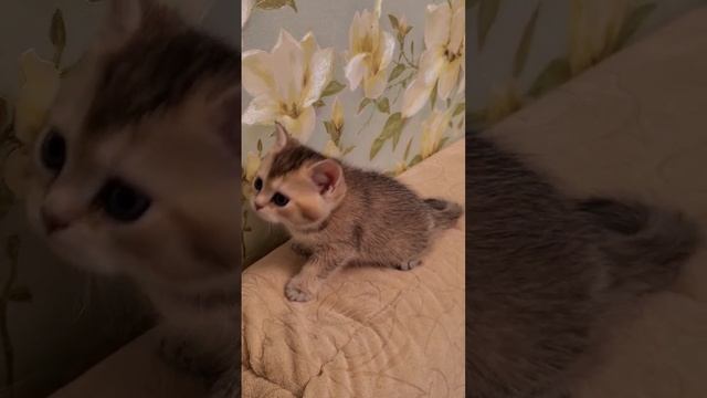 Есть котята #british #brigoldensunrise #catlovers #love #kittens #animals #котята #gato_cats #cat смотреть онлайн