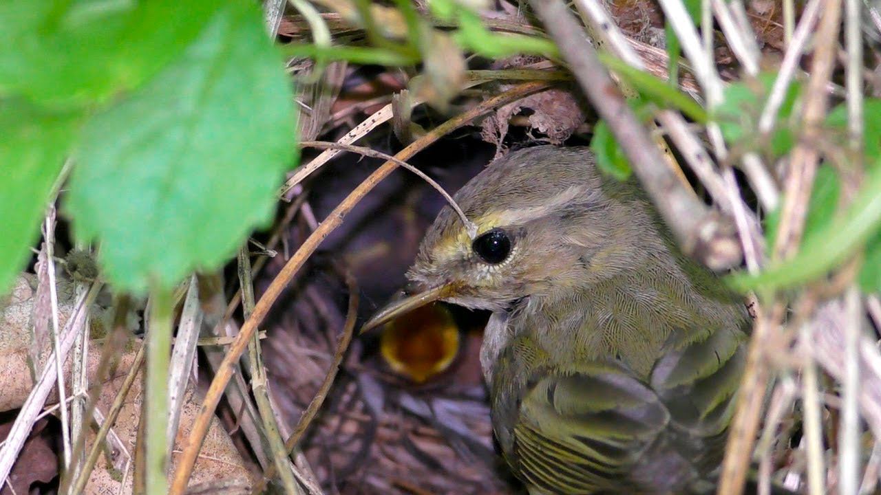 В Гнезде Пеночки-Теньковки / Common chiffchaff nest смотреть онлайн